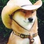 Photo de profil de CMDoge