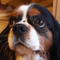 Photo de profil de Capitaine Itsu