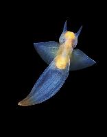 Photo de profil de Clione