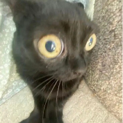 Photo de profil de LilPommSX